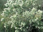 faune flore méditerranéenne L'invasif Baccharis halimifolia.