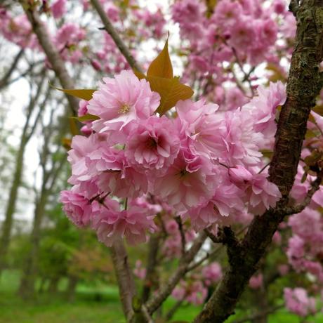 Rose ou blanc, les jardins de printemps se la jouent pastel