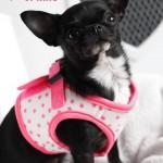 Cherry Dog accessoires  et vĂŞtements pour chiens