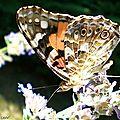 Ces papillons qui ont inspiré tant de poétes...!