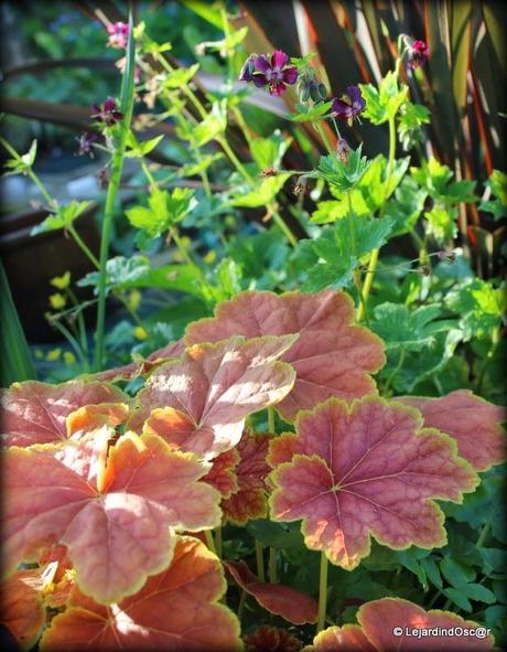 Phaeum un jour, phaeum toujours !