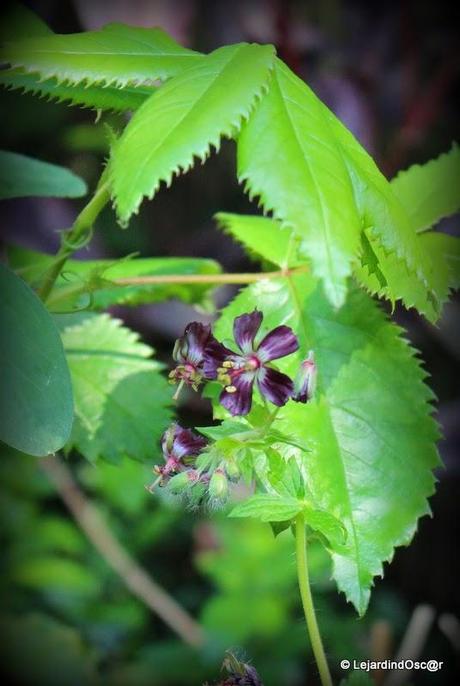 Phaeum un jour, phaeum toujours !