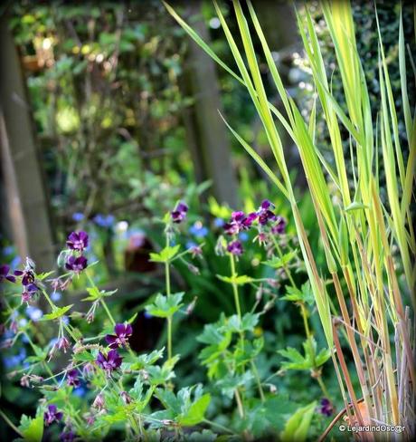 Phaeum un jour, phaeum toujours !