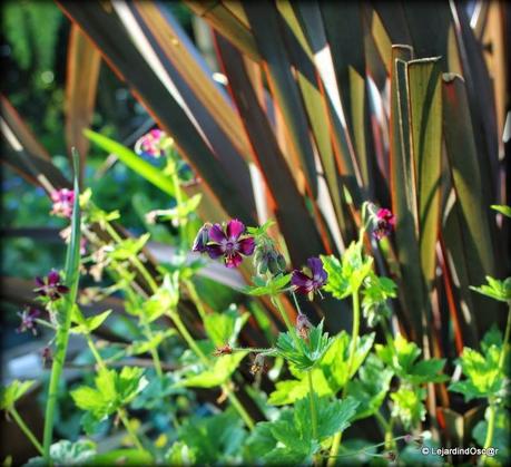 Phaeum un jour, phaeum toujours !