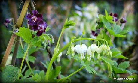 Phaeum un jour, phaeum toujours !