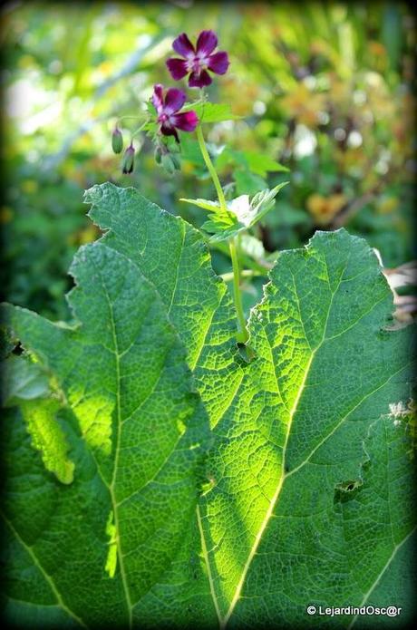 Phaeum un jour, phaeum toujours !