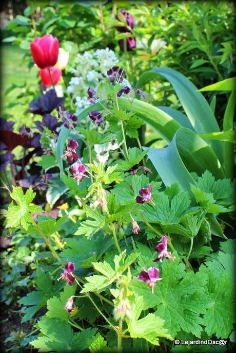 Phaeum un jour, phaeum toujours !