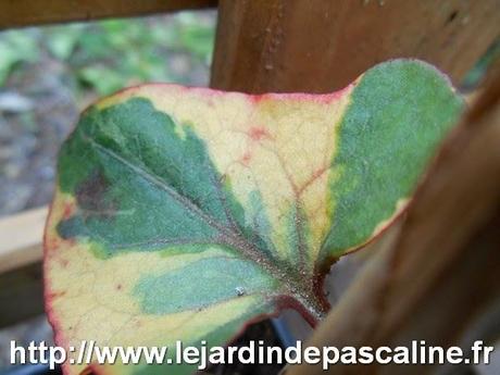 Commérages sur le jardin