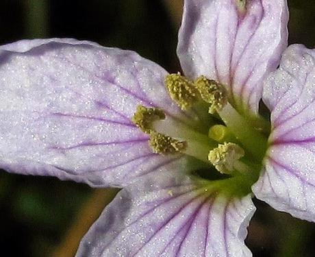 Cardamine pratensis (Cardanmine des prés)
