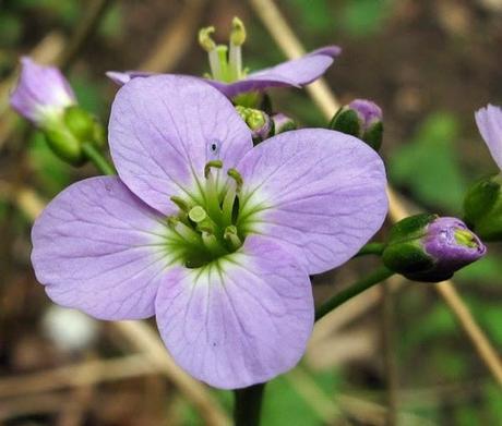 Cardamine pratensis (Cardanmine des prés)