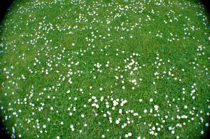 Tapis d'Herbe et de Pâquerettes