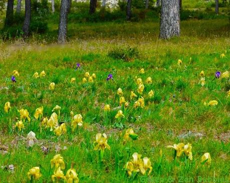 Les iris sauvages