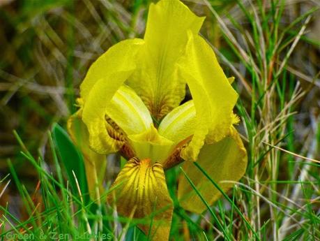 Les iris sauvages