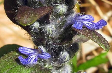 Ajuga reptans (Bugle rampante)