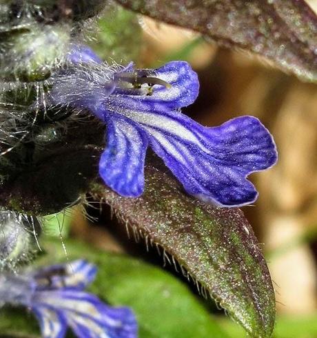 Ajuga reptans (Bugle rampante)