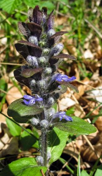 Ajuga reptans (Bugle rampante)