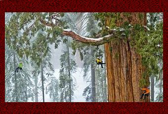Un Séquoia géant de 75 mètres de hauteur en Californie - Paperblog