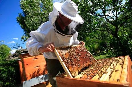 L'effondrement des colonies d'abeilles : cherchez l'erreur !