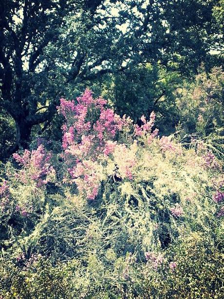 Via de la Plata.  Étape 17 en photos!