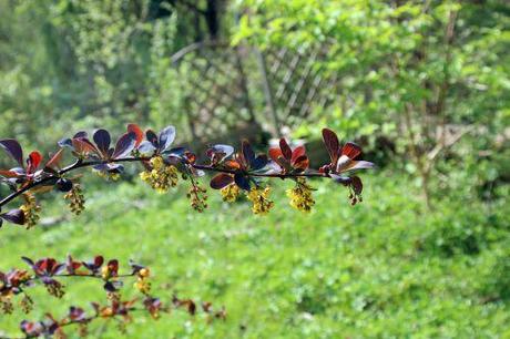 berberis ottawensis romi 11 avril 2014 084 (2).jpg