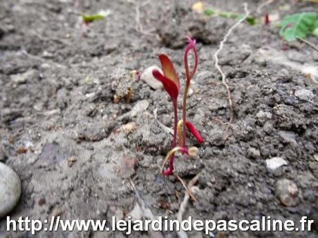 Semis d'arroche réussi !