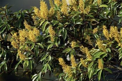 Ceci n'est pas une Nature Morte (7)