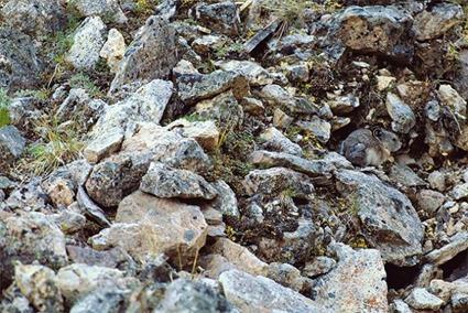 Ceci n'est pas une Nature Morte (5)