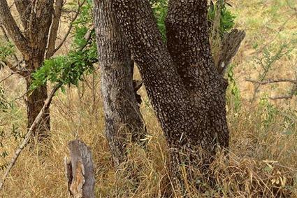 Ceci n'est pas une Nature Morte (10)