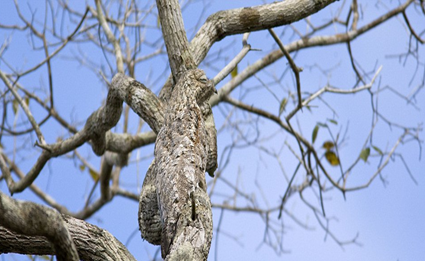 Ceci n'est pas une Nature Morte