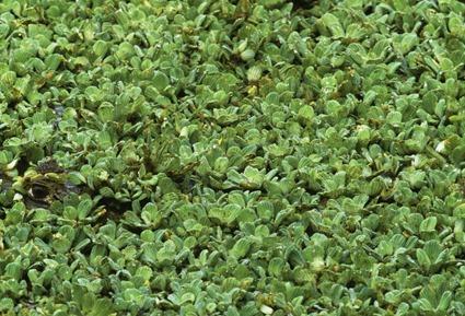 Ceci n'est pas une Nature Morte (19)