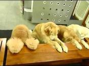 chiens dressés prient avant manger