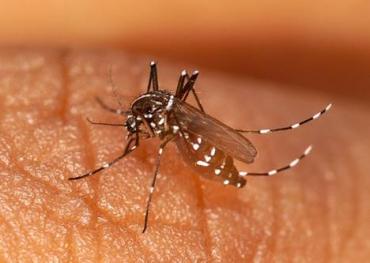 Santé : Comment se protéger du moustique chikungunya ?