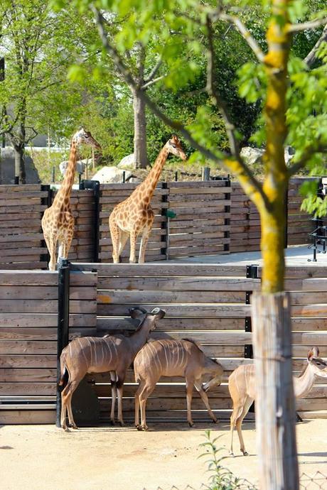 Le parc zoologique de Paris, ce zoo magnifique mais presque sans animaux…