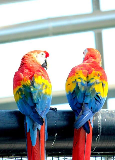 Le parc zoologique de Paris, ce zoo magnifique mais presque sans animaux…