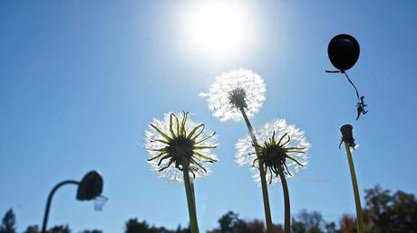 anteketborka.blogspot.com,   voler 5