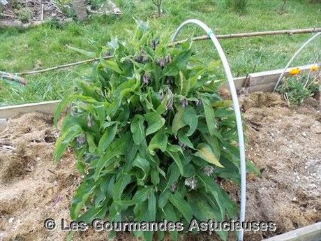 Fondue japonaise à ma façon