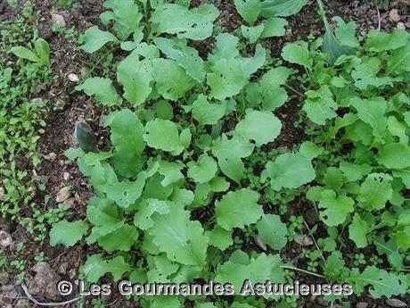 Fondue japonaise à ma façon