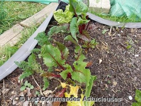 Fondue japonaise à ma façon