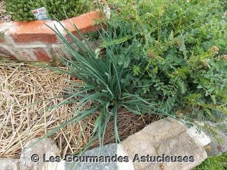 Fondue japonaise à ma façon