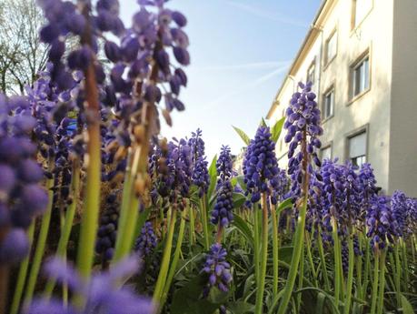 petit rappel de printemps