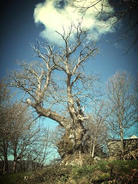 Via de la Plata.  Étape 19 en images!