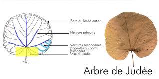 arbre judee