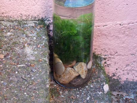 Troie pur sang et Vals qui rit