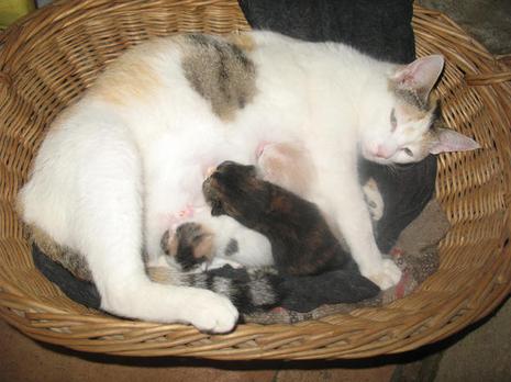 Achab, entre en paix !..