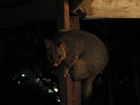 possum_brushtail.jpg