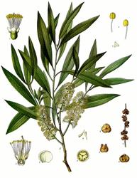 Retour sur les bienfaits de  l'huile essentielle de Mélaleuca (Tea Tree)