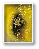 scrogneugneu attitude