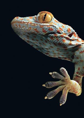 Biomimetik gecko National Geographic