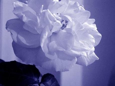 Adobe Photoshop Expres Adobe Photoshop Expres