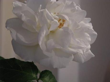 Adobe Photoshop Expres Adobe Photoshop Expres